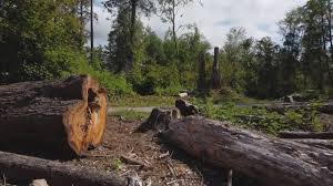 Best Arborist Consultation Services  in North Catasauqua, PA