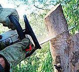 Best Tree Maintenance Programs  in North Catasauqua, PA