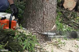 How Our Tree Care Process Works  in  North Catasauqua, PA