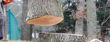 Best Tree Risk Assessment  in North Catasauqua, PA