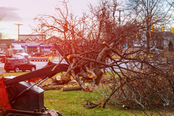 Best Tree and Shrub Care  in North Catasauqua, PA