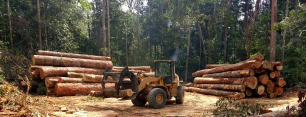 Best Firewood Processing and Delivery  in North Catasauqua, PA