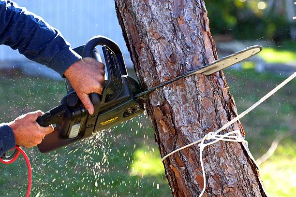 Professional Tree Care in North Catasauqua, PA