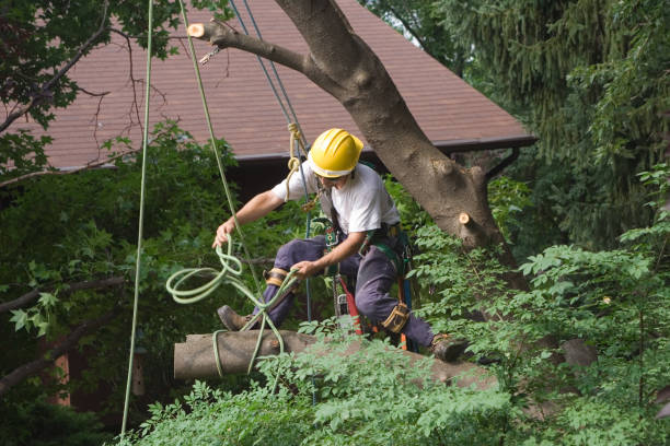 Best Stump Grinding and Removal  in North Catasauqua, PA
