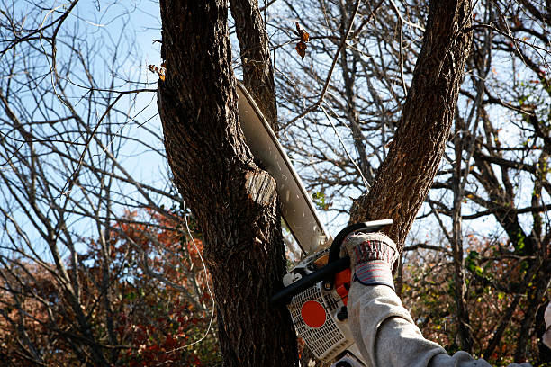Best Tree Mulching  in North Catasauqua, PA