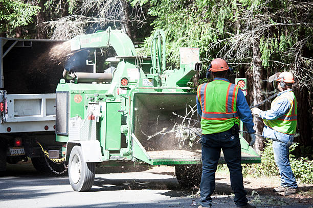 Best Seasonal Cleanup (Spring/Fall)  in North Catasauqua, PA