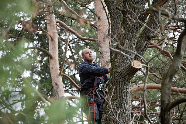 Best Tree Preservation Services  in North Catasauqua, PA