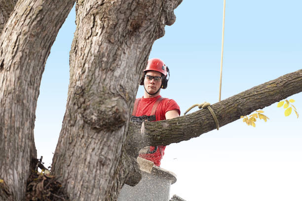 Best Leaf Removal  in North Catasauqua, PA
