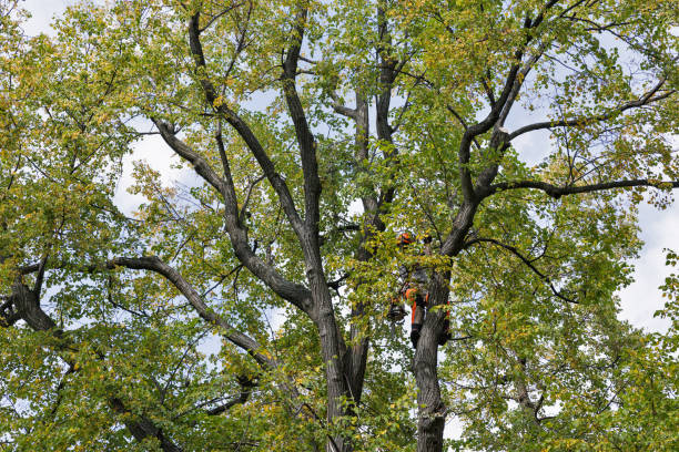 Best Tree Trimming and Pruning  in North Catasauqua, PA