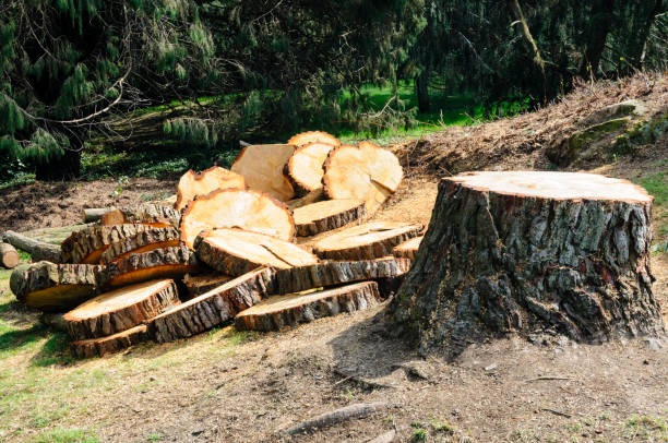 Best Storm Damage Tree Cleanup  in North Catasauqua, PA